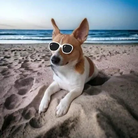 Chez Vincent, 2 Doubles, Avec 1 Salle De Bain Equipees, Avec Acces Prive, Tres Bon Emplacement Dans Dieppe, Au Calme, Avec Parking Gratuit Et Cloture, Terrasse Et Grand Jardin, Simple Et Convivial, Animaux Admis *