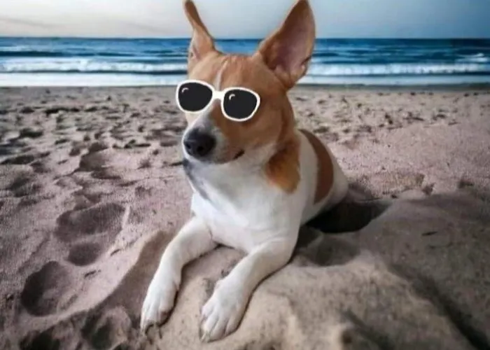 Chez Vincent, 2 Doubles, Avec 1 Salle De Bain Equipees, Avec Acces Prive, Tres Bon Emplacement Dans Dieppe, Au Calme, Avec Parking Gratuit Et Cloture, Terrasse Et Grand Jardin, Simple Et Convivial, Animaux Admis *